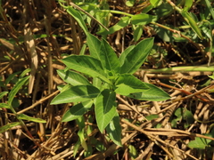 Ludwigia taiwanensis