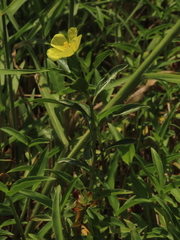 Ludwigia taiwanensis