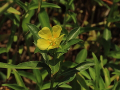 Ludwigia taiwanensis