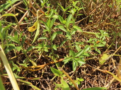 Ludwigia taiwanensis