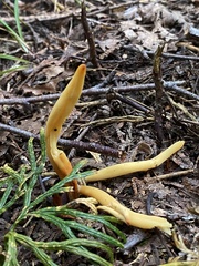 Clavulinopsis amoena