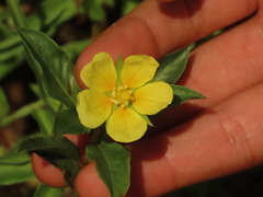 Ludwigia taiwanensis