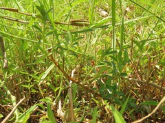 Ludwigia taiwanensis