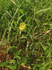 Ludwigia taiwanensis