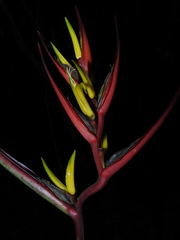 Heliconia venusta
