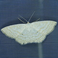 Scopula immutata
