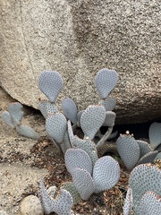 Opuntia basilaris basilaris