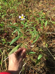 Symphyotrichum simmondsii