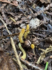 Clavulinopsis amoena