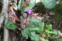 Cyclamen purpurascens