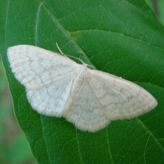 Scopula floslactata