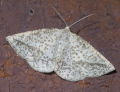 Lychnosea intermicata