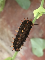 Battus polydamas polydamas