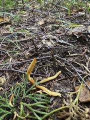 Clavulinopsis amoena