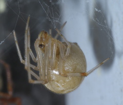 Parasteatoda