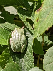Hyla versicolor