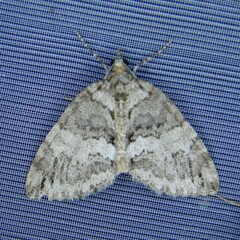 Hydriomena impluviata