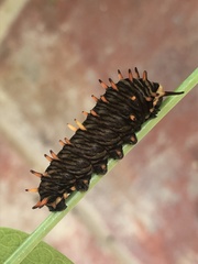 Battus polydamas polydamas