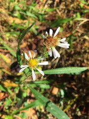 Symphyotrichum simmondsii