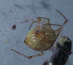Parasteatoda