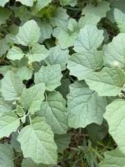 Physalis cinerascens