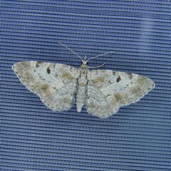 Eupithecia analoga