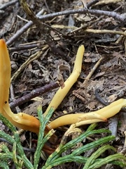 Clavulinopsis amoena