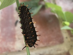 Battus polydamas polydamas