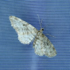 Eupithecia tantillaria