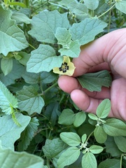 Physalis cinerascens