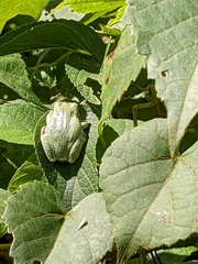 Hyla versicolor