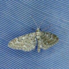 Eupithecia nanata