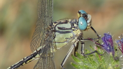 Gomphus simillimus