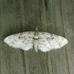 Eupithecia tantillaria