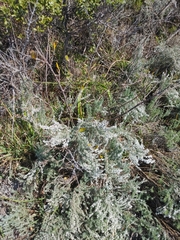 Eriocephalus racemosus racemosus