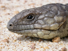 Tiliqua rugosa