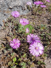 Lampranthus peacockiae