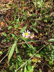 Symphyotrichum simmondsii