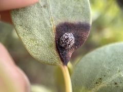 Exobasidium arctostaphyli