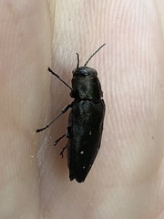 Phaenops