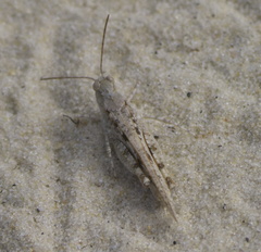 Trimerotropis maritima