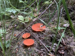 Fungi