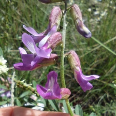 Astragalus hallii fallax