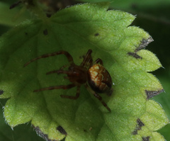 Araneus alsine