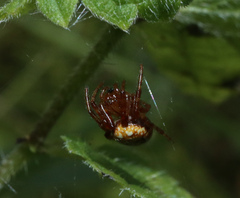 Araneus alsine