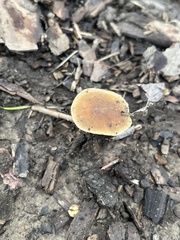 Pholiotina rugosa