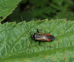 Adelphocoris seticornis