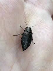 Phaenops