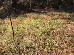 Symphyotrichum simmondsii