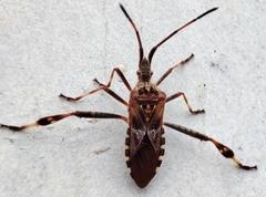 Leptoglossus occidentalis